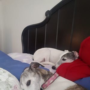 Meet your Posher, Dorothea